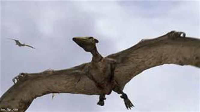 Pterodactyls | image tagged in pterodactyls | made w/ Imgflip meme maker