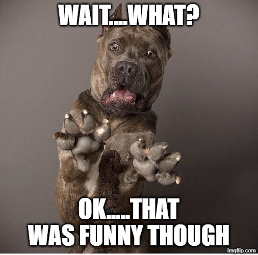 sarcastic dog | WAIT....WHAT? OK.....THAT WAS FUNNY THOUGH | image tagged in sarcastic dog | made w/ Imgflip meme maker