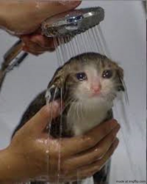 sad cat in shower | image tagged in sad cat in shower | made w/ Imgflip meme maker