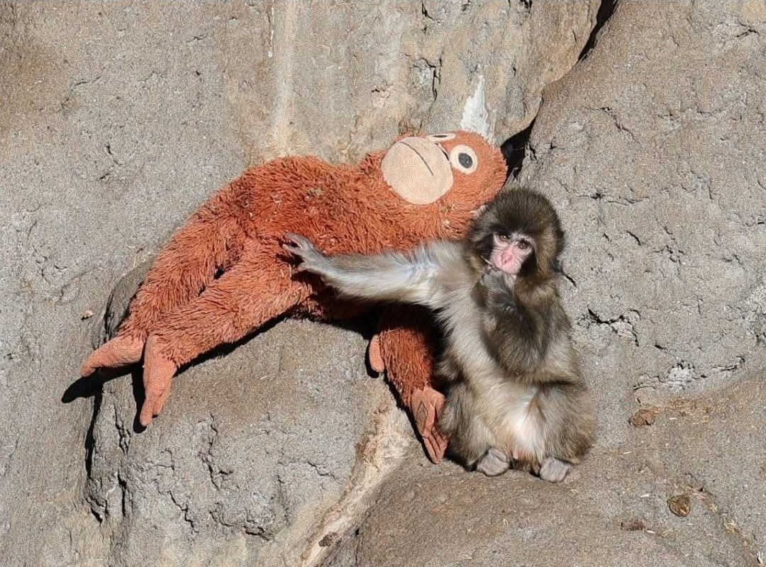 Punch Blank Meme Template