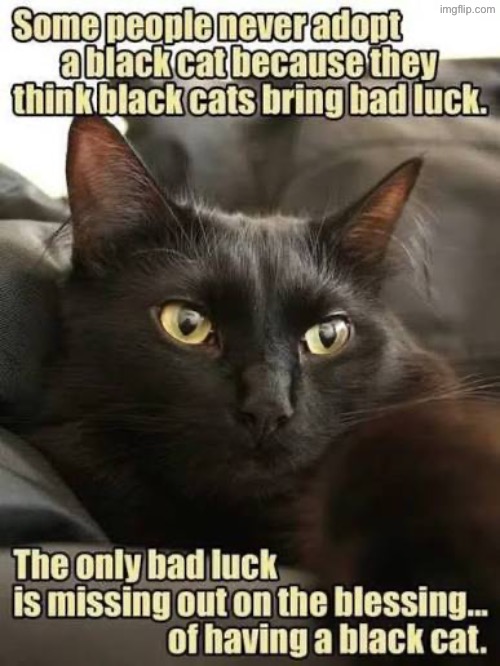 It's Their Loss | image tagged in cats,cute cat,black cat,human stupidity,superstition,idiocy | made w/ Imgflip meme maker