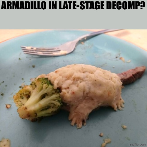 Armadillo? | ARMADILLO IN LATE-STAGE DECOMP? | image tagged in cursed images,death,excuse me wtf,what a terrible day to have eyes,creepy,what the hell is this | made w/ Imgflip meme maker