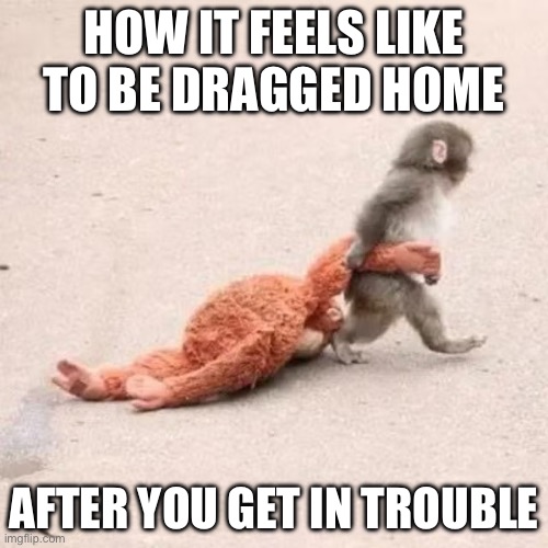 Why haven’t I seen anything about Punch the Monkey here yet? | HOW IT FEELS LIKE TO BE DRAGGED HOME; AFTER YOU GET IN TROUBLE | image tagged in punch the monkey | made w/ Imgflip meme maker