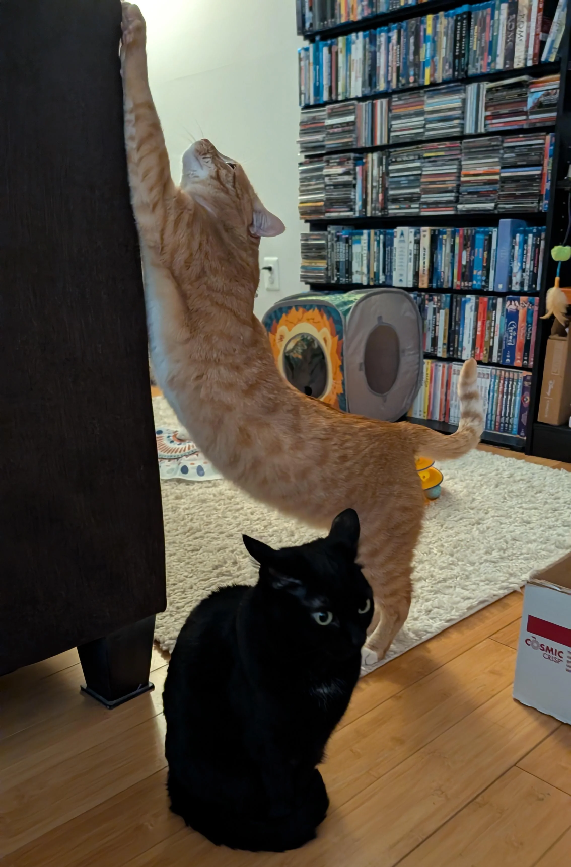 orange cat spooking black cat Blank Meme Template