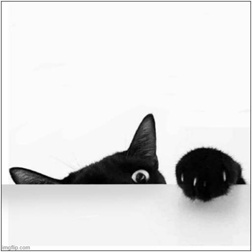 There May Be Trouble Ahead ... | image tagged in cats,trouble | made w/ Imgflip meme maker