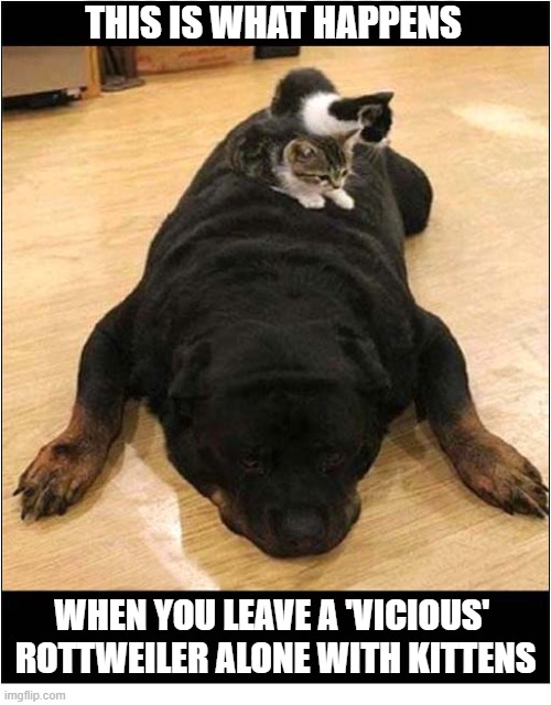 Not What You Expected ? | THIS IS WHAT HAPPENS; WHEN YOU LEAVE A 'VICIOUS' 
ROTTWEILER ALONE WITH KITTENS | image tagged in dogs,rottweiler,kittens | made w/ Imgflip meme maker