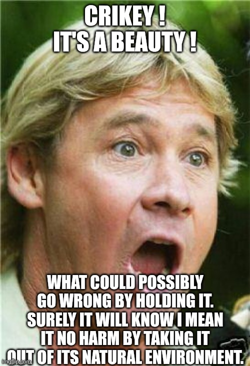Steve Irwin shocked | CRIKEY !
IT'S A BEAUTY ! WHAT COULD POSSIBLY GO WRONG BY HOLDING IT.
SURELY IT WILL KNOW I MEAN IT NO HARM BY TAKING IT OUT OF ITS NATURAL E | image tagged in steve irwin shocked | made w/ Imgflip meme maker