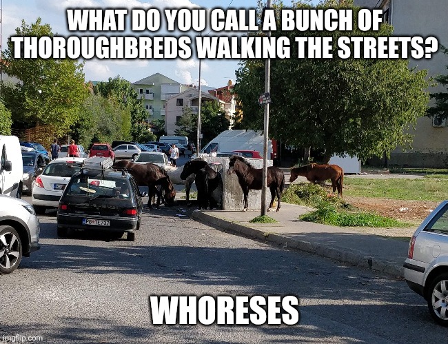 Whorses | WHAT DO YOU CALL A BUNCH OF THOROUGHBREDS WALKING THE STREETS? WHORESES | image tagged in horses | made w/ Imgflip meme maker