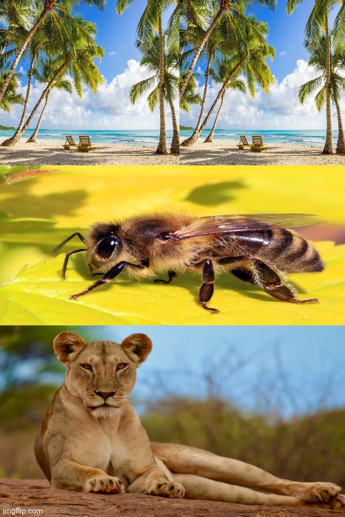 Blyn | image tagged in bees | made w/ Imgflip meme maker