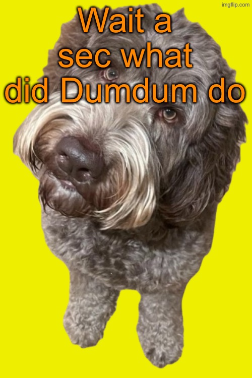 Im curuious | Wait a sec what did Dumdum do | image tagged in northers dog transparent | made w/ Imgflip meme maker