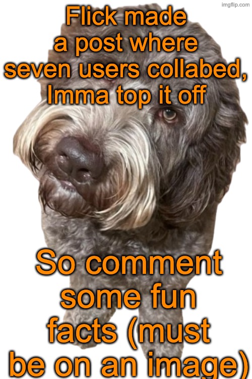 Northers Dog (Transparent) | Flick made a post where seven users collabed, Imma top it off; So comment some fun facts (must be on an image) | image tagged in northers dog transparent | made w/ Imgflip meme maker