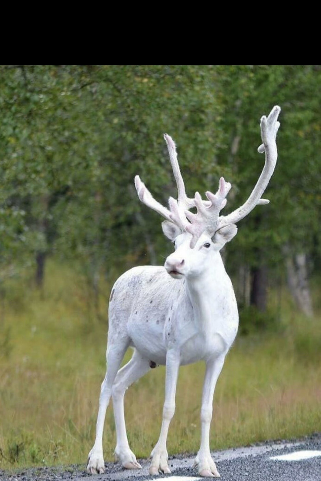 Reindeer Blank Meme Template