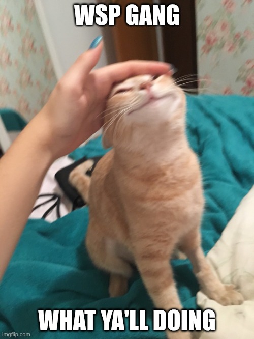 :> | WSP GANG; WHAT YA'LL DOING | image tagged in cat pat | made w/ Imgflip meme maker