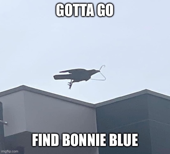 Bonnie Blue’s child | GOTTA GO; FIND BONNIE BLUE | image tagged in crow with coat hanger,abortion,bonnie | made w/ Imgflip meme maker