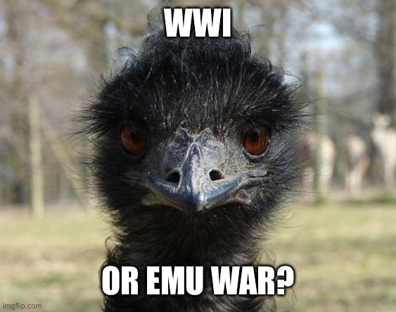 Bad News Emu | WWI; OR EMU WAR? | image tagged in bad news emu | made w/ Imgflip meme maker