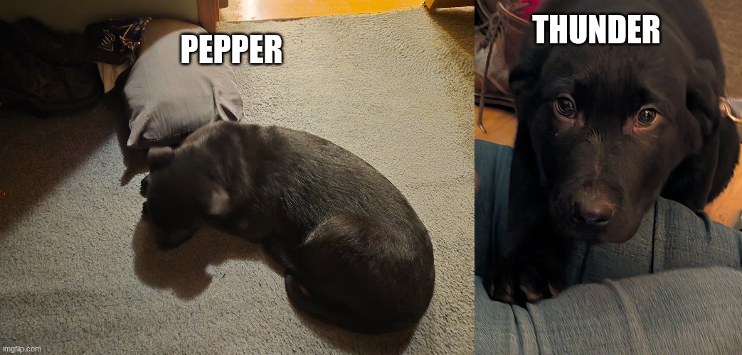 puppies :)
(there about 3 months old each and we've had them for about week each.) | THUNDER; PEPPER | made w/ Imgflip meme maker