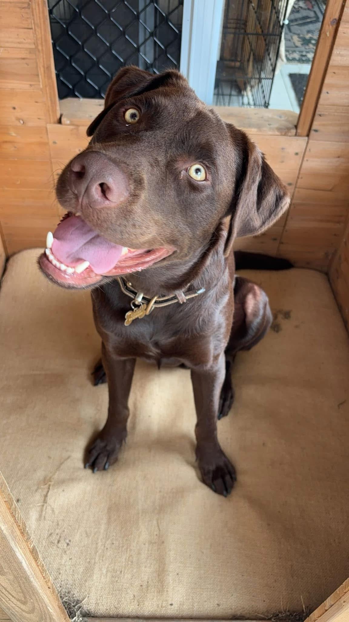 Chief Blank Meme Template