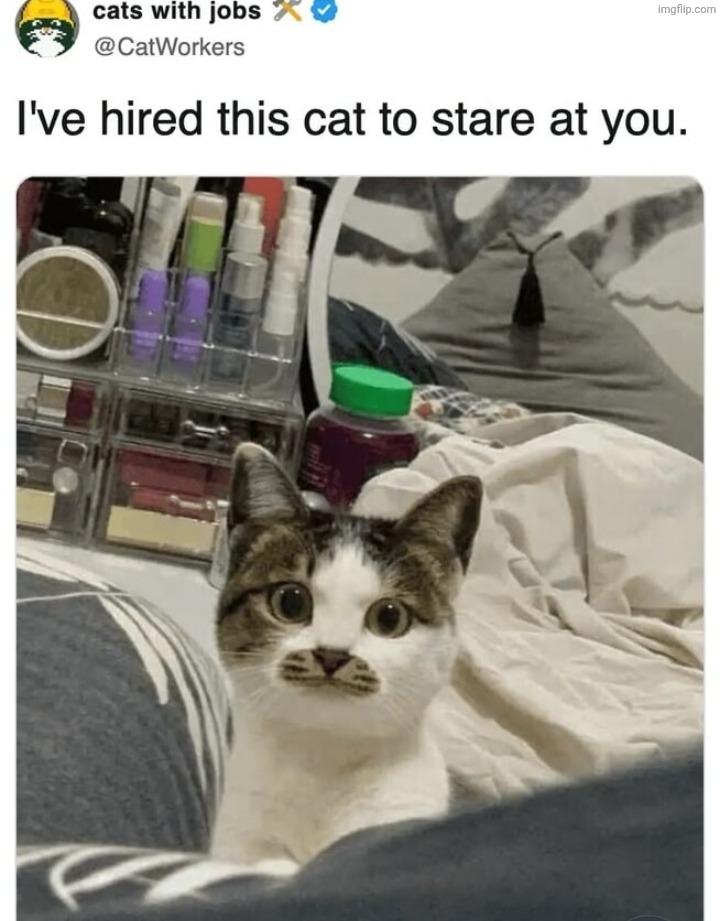 why is it look like ameow kitler | made w/ Imgflip meme maker