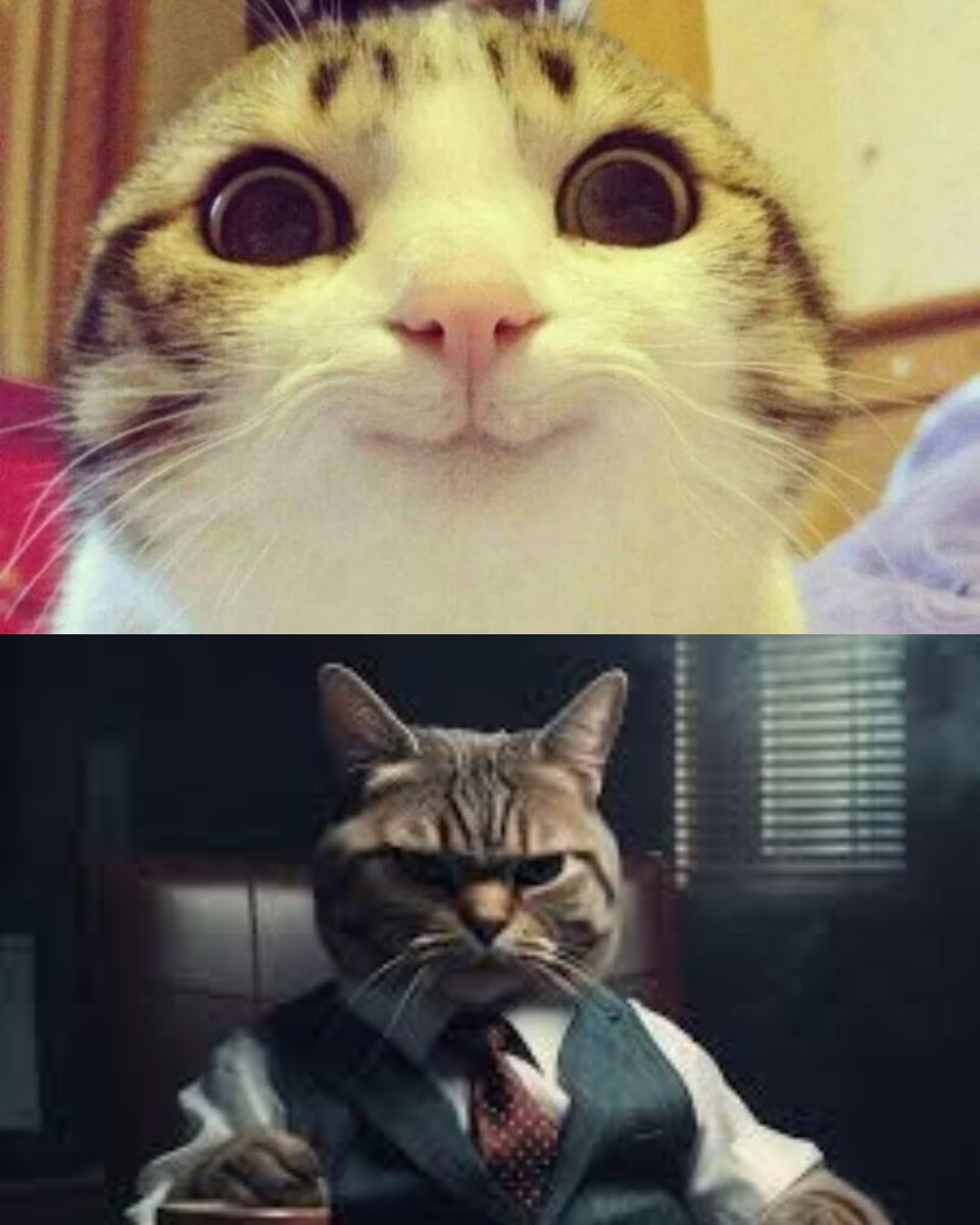 High Quality cat_diff Blank Meme Template