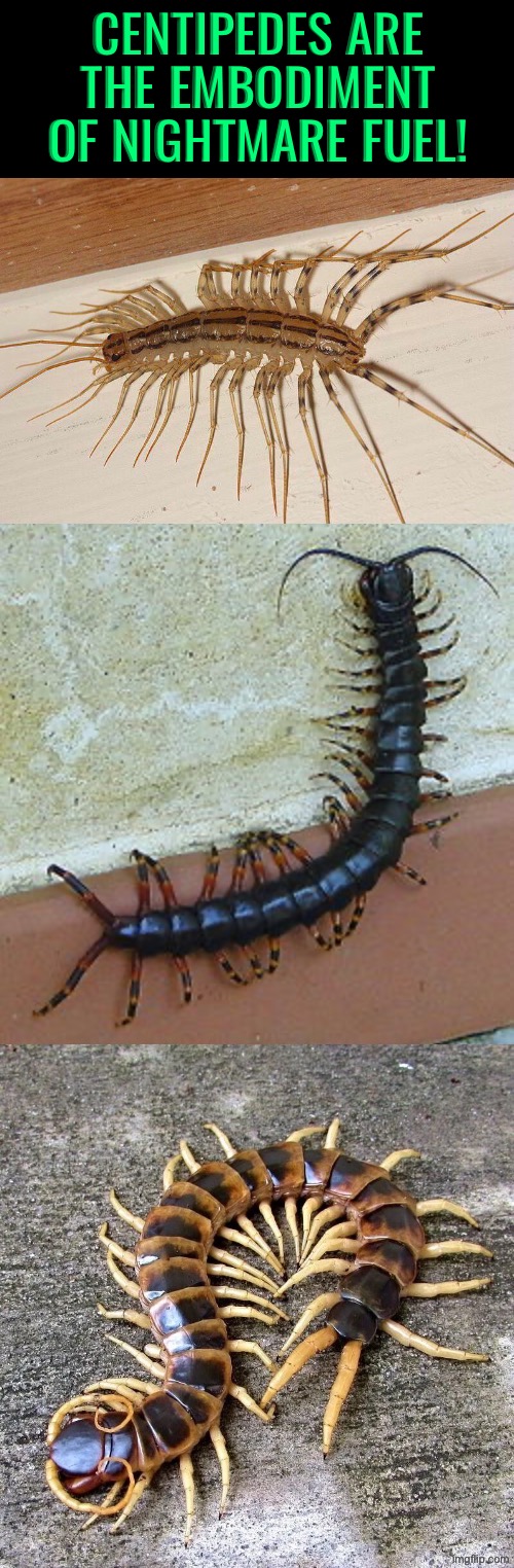 The Embodiment Of Nightmare Fuel | CENTIPEDES ARE THE EMBODIMENT OF NIGHTMARE FUEL! | image tagged in cursed images,what a terrible day to have eyes,oh hell no,centipedes,nightmare fuel,the boiler room of hell | made w/ Imgflip meme maker
