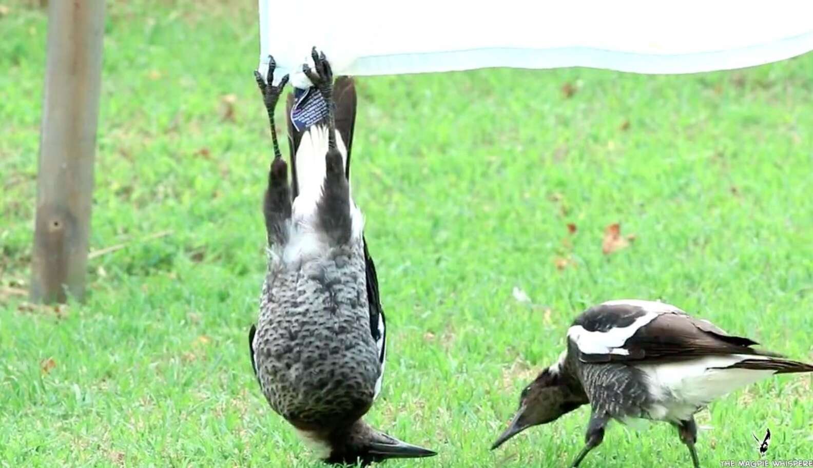 Magpie Blank Meme Template