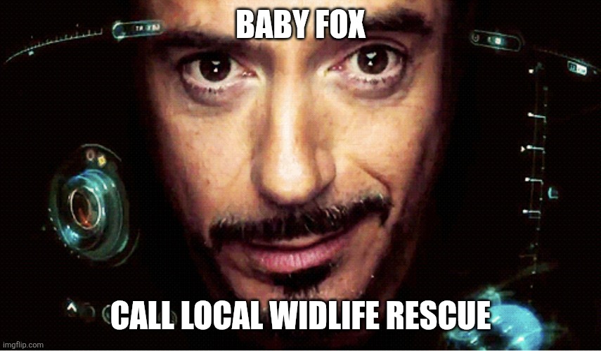 Jarvis | BABY FOX; CALL LOCAL WIDLIFE RESCUE | image tagged in jarvis | made w/ Imgflip meme maker