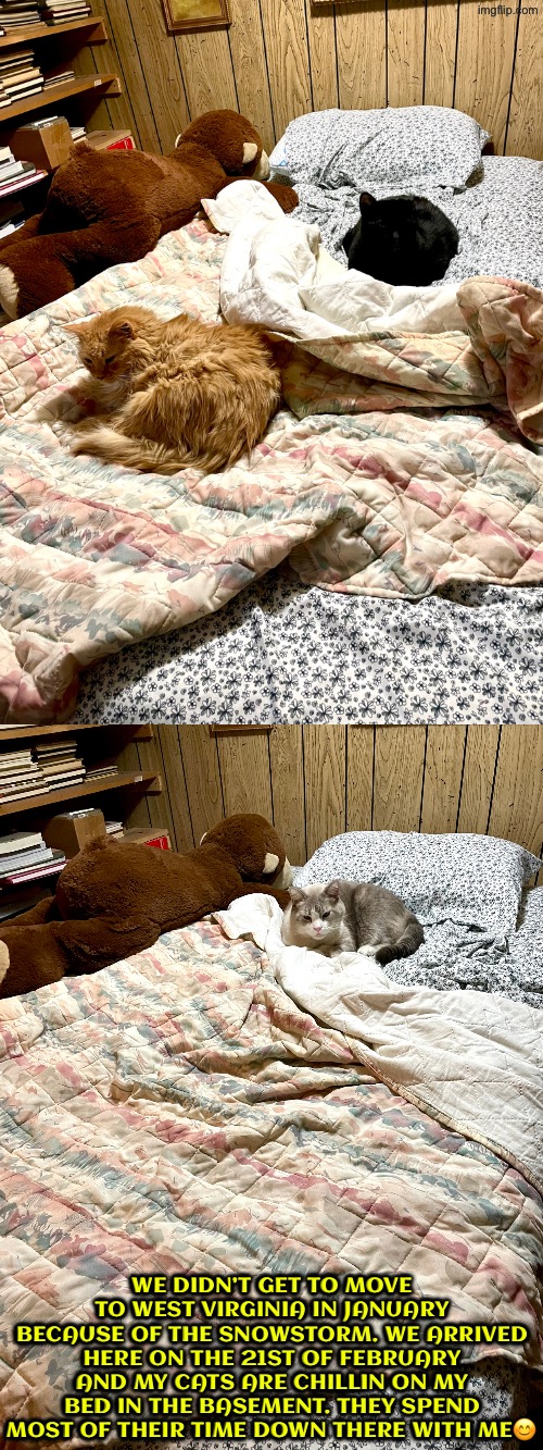 We’re back in WV and here’s my cats chillin on my bed | WE DIDN’T GET TO MOVE TO WEST VIRGINIA IN JANUARY BECAUSE OF THE SNOWSTORM. WE ARRIVED HERE ON THE 21ST OF FEBRUARY AND MY CATS ARE CHILLIN ON MY BED IN THE BASEMENT. THEY SPEND MOST OF THEIR TIME DOWN THERE WITH ME😊 | image tagged in cats,funny cats,cute cats,bed,basement dweller,just chillin' | made w/ Imgflip meme maker