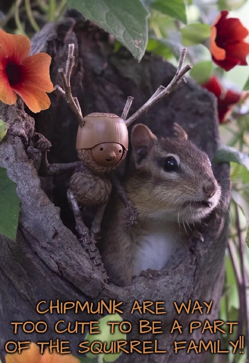 At least some squirrels are aesthetically pleasing | CHIPMUNK ARE WAY TOO CUTE TO BE A PART OF THE SQUIRREL FAMILY!! | image tagged in well maybe one is sort of cute | made w/ Imgflip meme maker