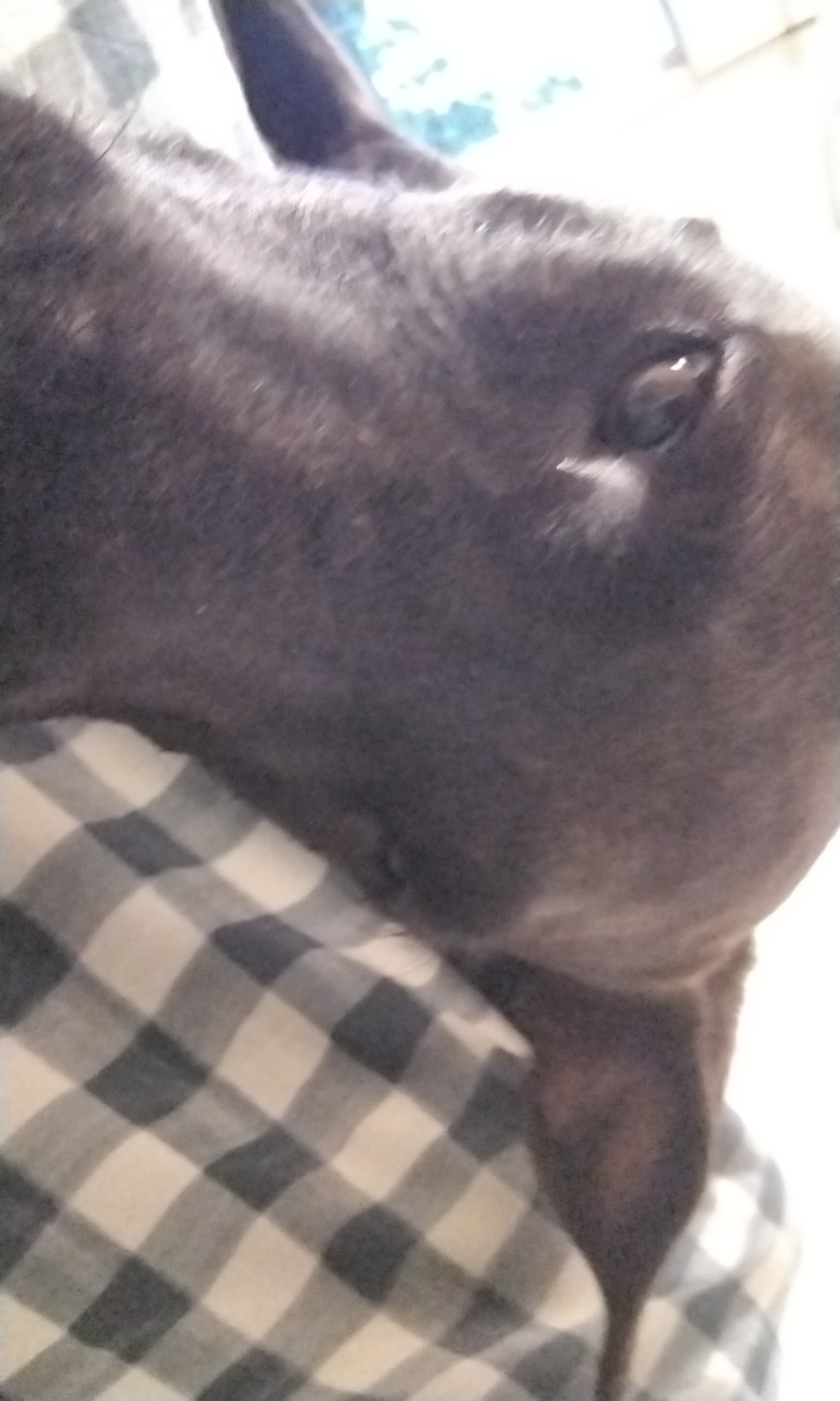 Kala Blank Meme Template