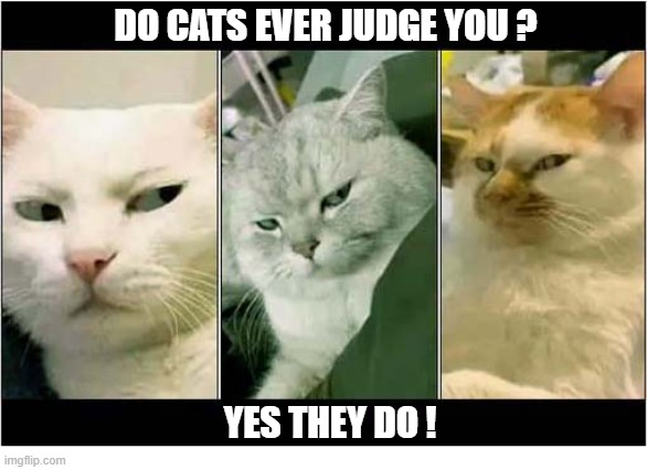 What Did You Do ? | DO CATS EVER JUDGE YOU ? YES THEY DO ! | image tagged in cats,judging you | made w/ Imgflip meme maker