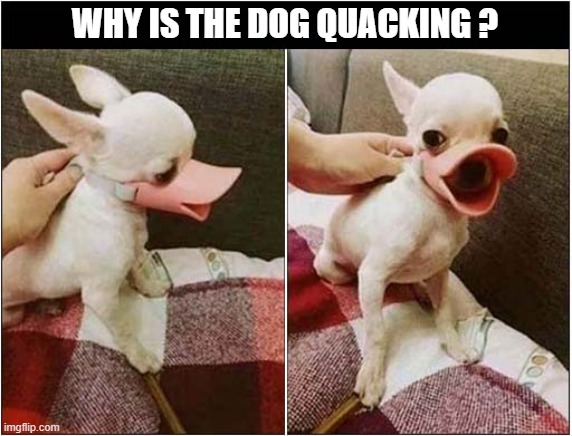 The Perfect Muzzle ? | WHY IS THE DOG QUACKING ? | image tagged in dogs,muzzle,quack | made w/ Imgflip meme maker