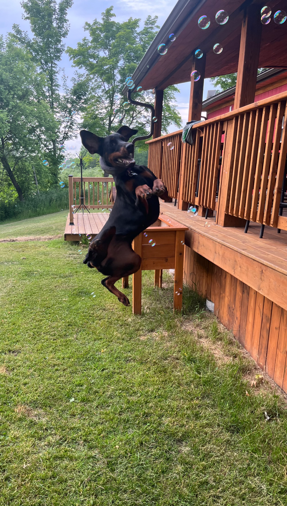 Excited dog Blank Meme Template