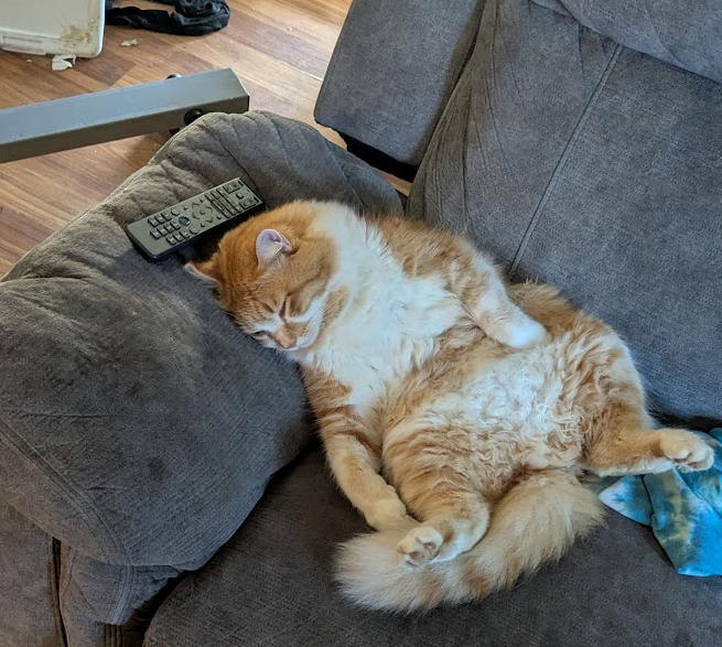 Cat sitting like human Blank Meme Template