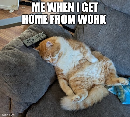 Flop | ME WHEN I GET HOME FROM WORK | image tagged in cat sitting like human | made w/ Imgflip meme maker