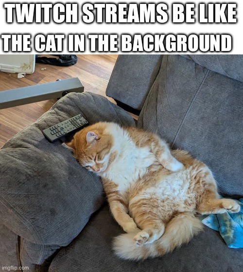 Cat sitting like human | THE CAT IN THE BACKGROUND; TWITCH STREAMS BE LIKE | image tagged in cat sitting like human | made w/ Imgflip meme maker