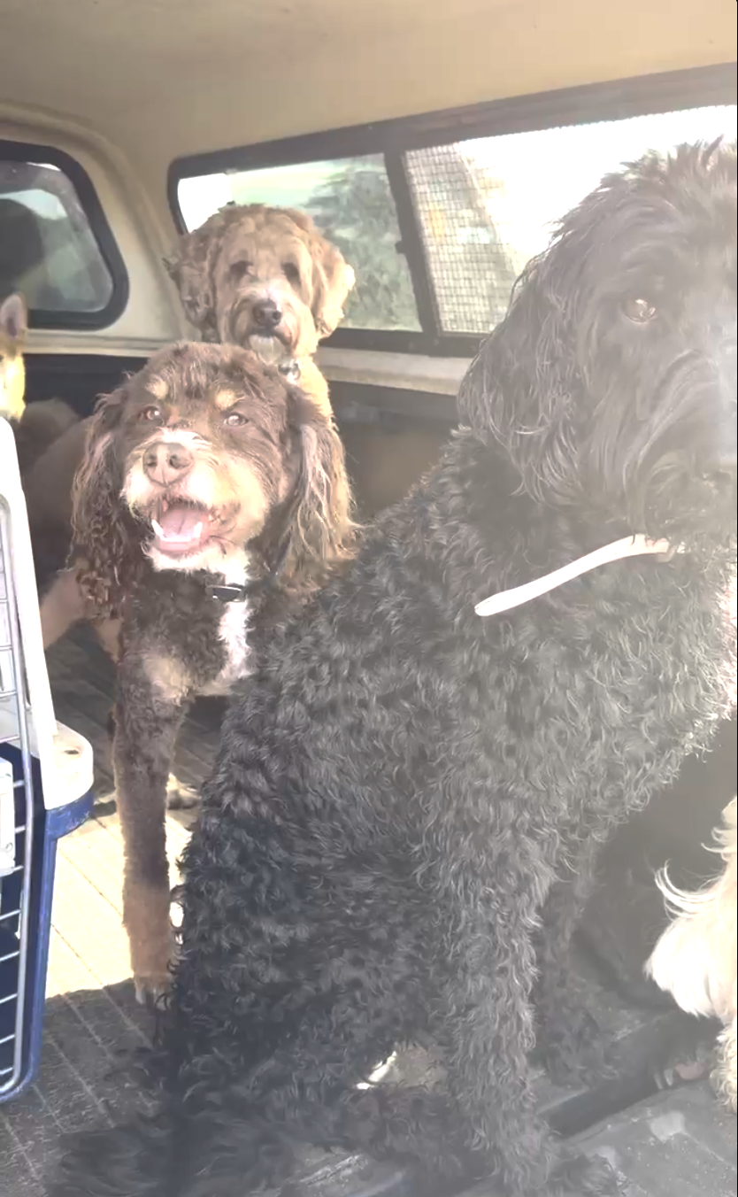 bad dog Blank Meme Template