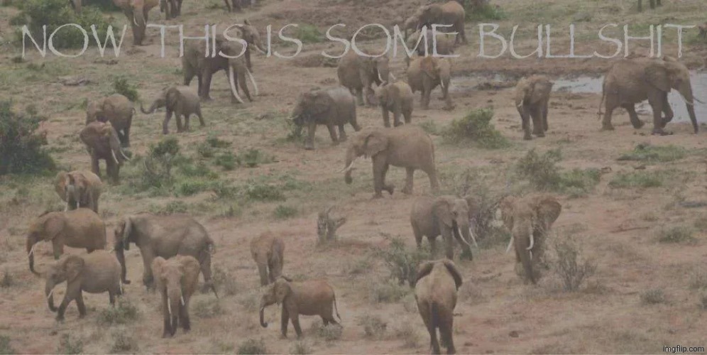 now this is some bullshit | image tagged in now this is some bullshit | made w/ Imgflip meme maker