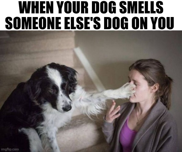 When Your Dog Smells Someone Else's Dog On You | WHEN YOUR DOG SMELLS SOMEONE ELSE'S DOG ON YOU | image tagged in chrisjoines1 | made w/ Imgflip meme maker