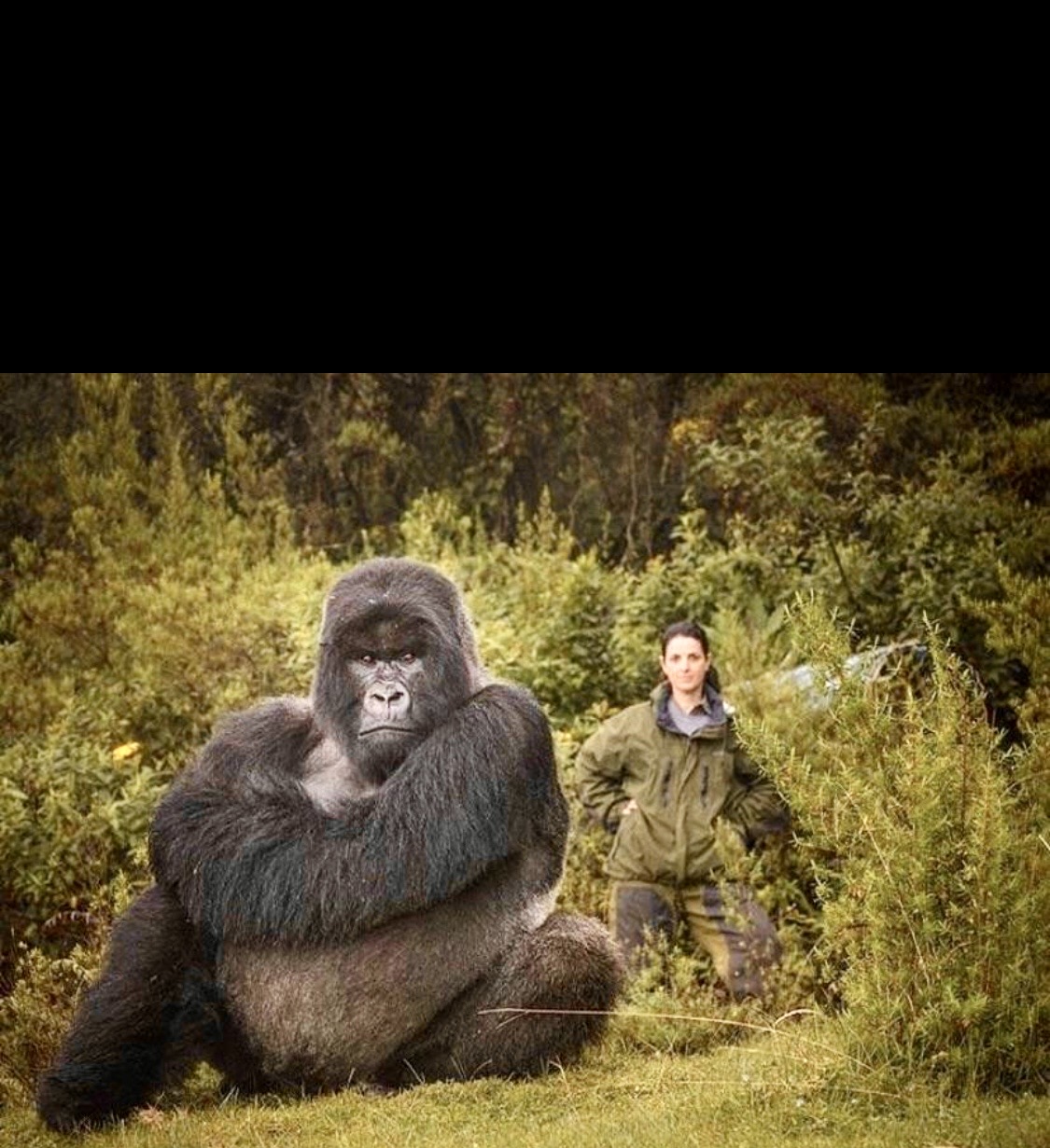 Gorilla Blank Meme Template