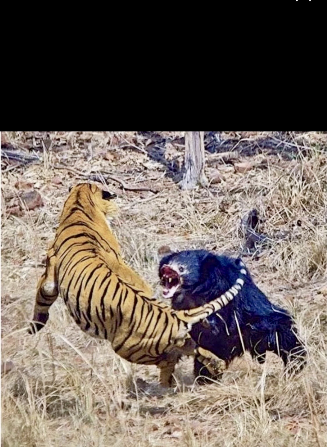 Tiger Blank Meme Template