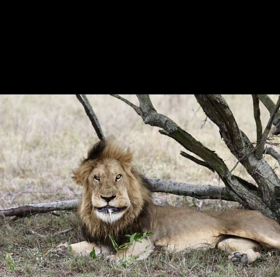 Lion Blank Meme Template