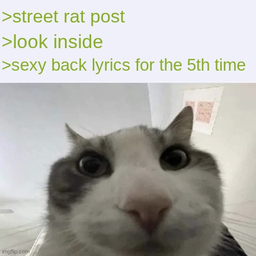 green text cat | >street rat post; >look inside; >sexy back lyrics for the 5th time | image tagged in green text cat | made w/ Imgflip meme maker