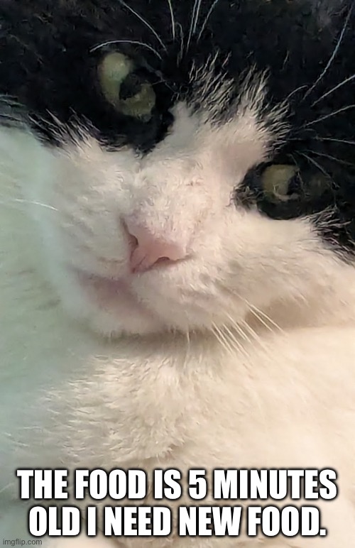 My cat in a nutshell | THE FOOD IS 5 MINUTES OLD I NEED NEW FOOD. | image tagged in cat cookie | made w/ Imgflip meme maker