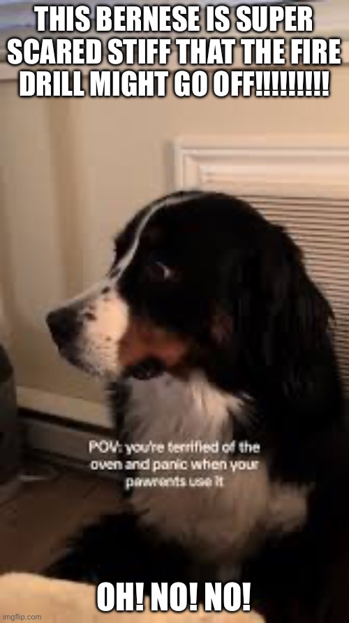 Dog Terrified Of Fire Drills | THIS BERNESE IS SUPER SCARED STIFF THAT THE FIRE DRILL MIGHT GO OFF!!!!!!!!! OH! NO! NO! | image tagged in dogs,noise sensitive,bernese mountain dog | made w/ Imgflip meme maker