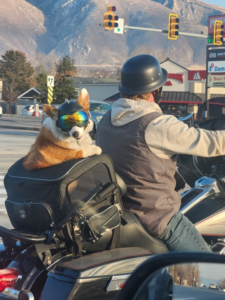 Dog on Motorcycle Blank Meme Template