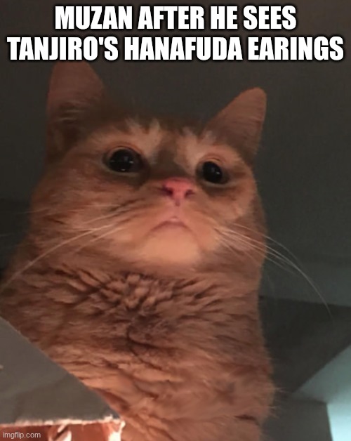Cat looking down | MUZAN AFTER HE SEES TANJIRO'S HANAFUDA EARINGS | image tagged in cat looking down,demon slayer | made w/ Imgflip meme maker
