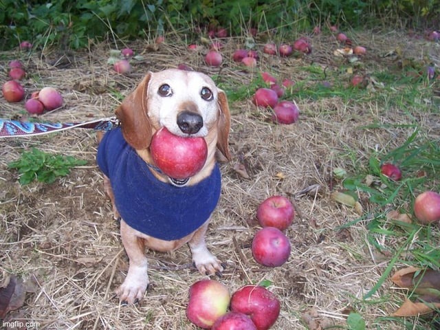 the harvest is bountiful this year | image tagged in apple dog | made w/ Imgflip meme maker