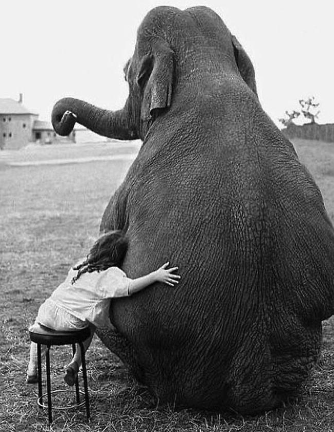 Embrace Blank Meme Template