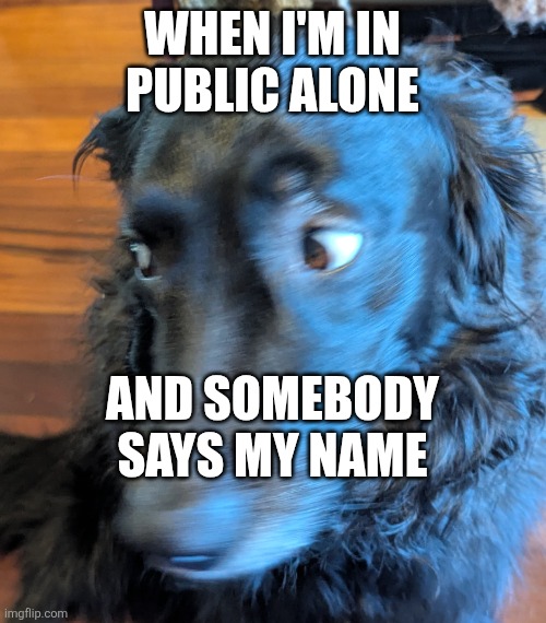 Ruh roh | WHEN I'M IN PUBLIC ALONE; AND SOMEBODY SAYS MY NAME | image tagged in worried dog | made w/ Imgflip meme maker