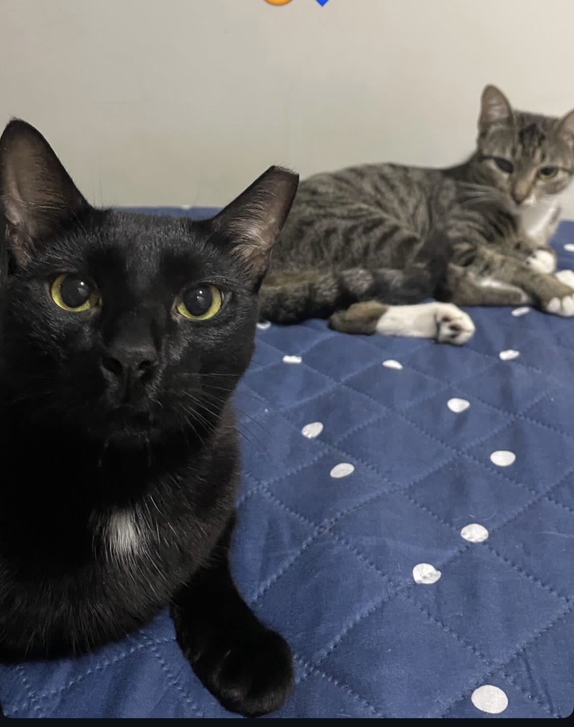 Gato estranho da minha prima Blank Meme Template